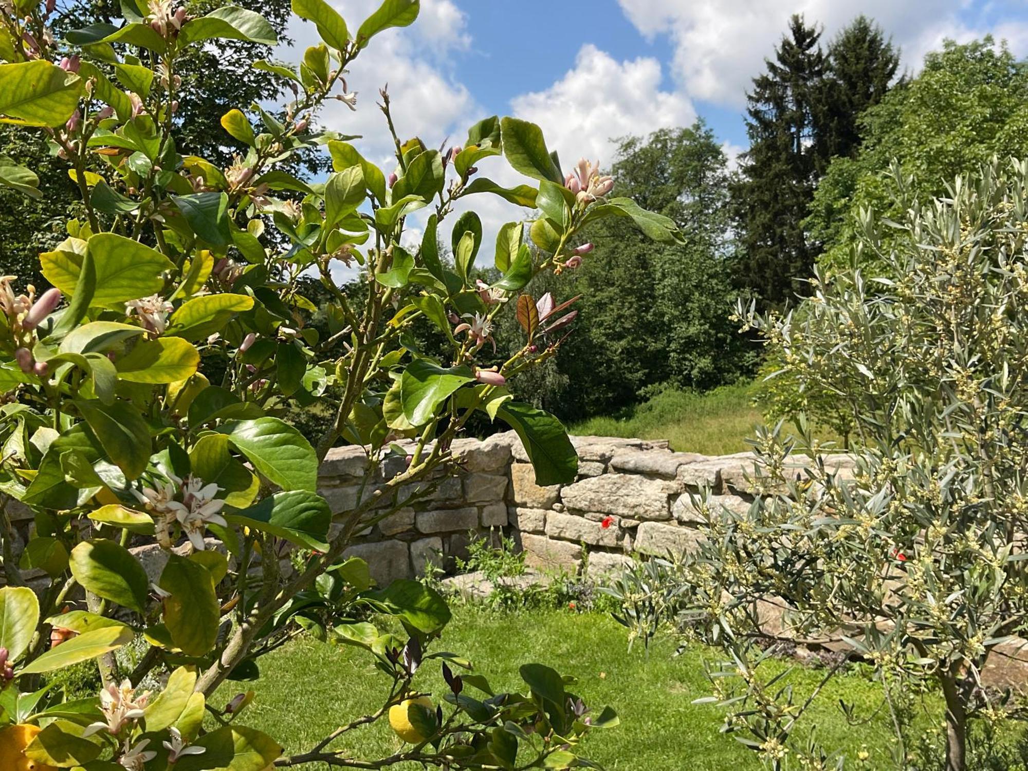 Design Ferienwohnung Mit Bauerngarten Waldkirchen Εξωτερικό φωτογραφία